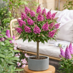 Budleja Dávidova (Buddleja Davidii) ´BUTTERFLY CANDY® LITTLE CERISE´ - výška 40-50 cm, kont. C3L - NA KMIENKU